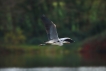 Photo nature