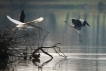 Photo nature