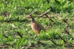 Photo nature