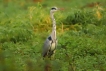 Photo nature