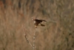 Photo nature