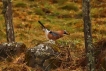 Photo nature