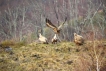 Photo nature