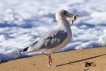 Photo nature