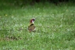 Photo nature