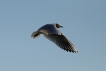 Photo nature