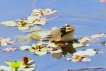 Photo nature