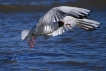Photo nature