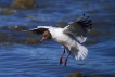Photo nature