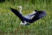 Photo nature