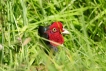 Photo nature