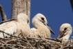 Photo nature
