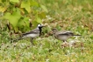 Photo nature
