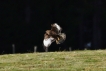 Photo nature