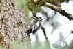 Photo nature