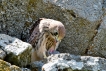 Photo nature