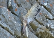 Photo nature