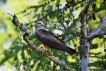 Photo nature