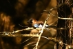 Photo nature