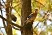 Photo nature