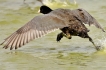 Photo nature