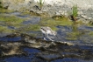 Photo nature