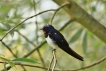 Photo nature