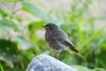 Photo nature