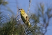 Photo nature