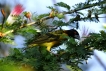 Photo nature