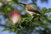 Photo nature