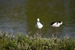 Oiseaux