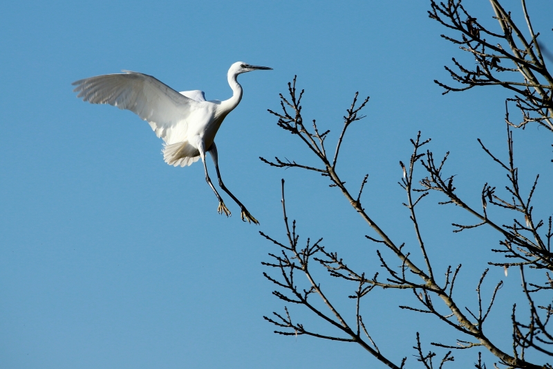 IMG_0699.JPG Aigrette garzette (Egretta garzetta)