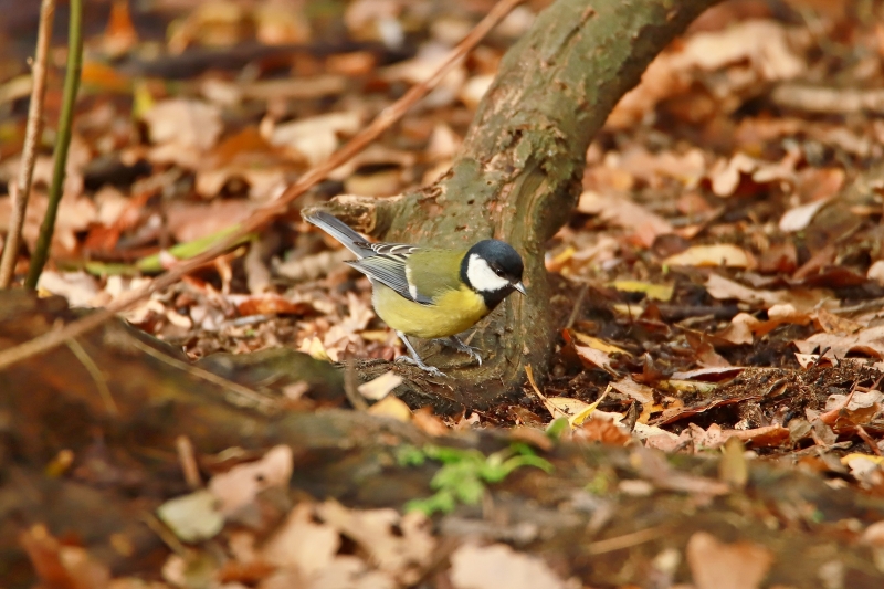 IMG_0760.JPG Mésange charbonnière (Parus major)