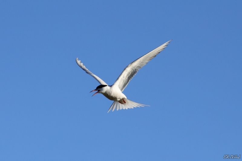 IMG_5408.JPG