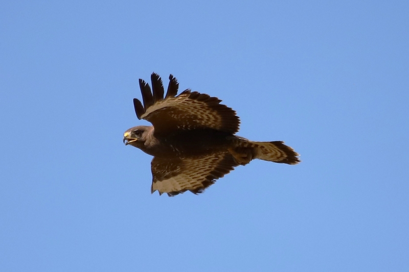 IMG_5858.JPG