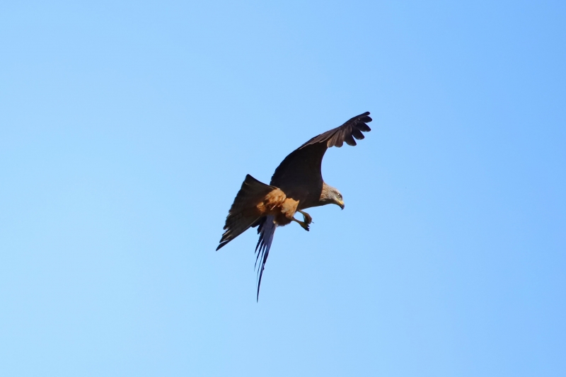 IMG_9176.JPG