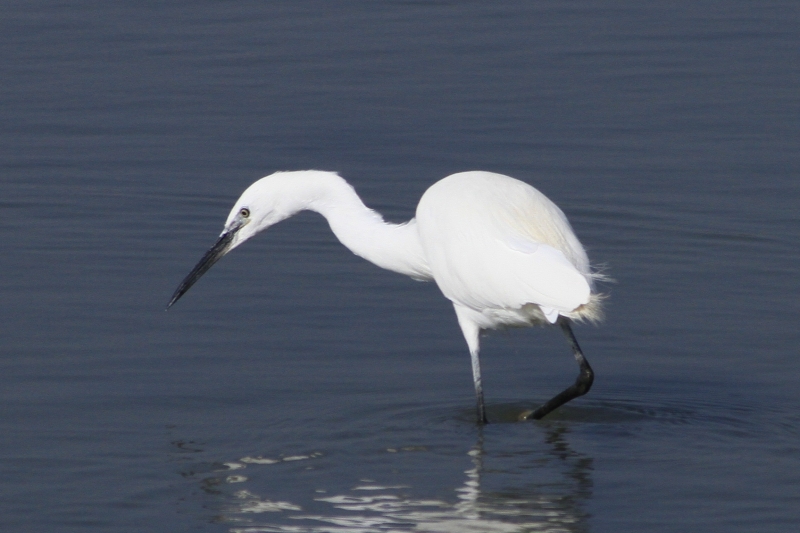Photo Oiseaux