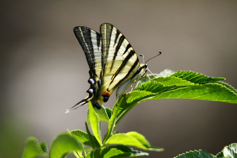 _MG_5483.JPG