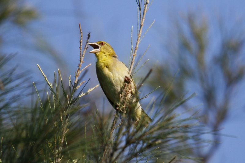 _MG_6655.JPG