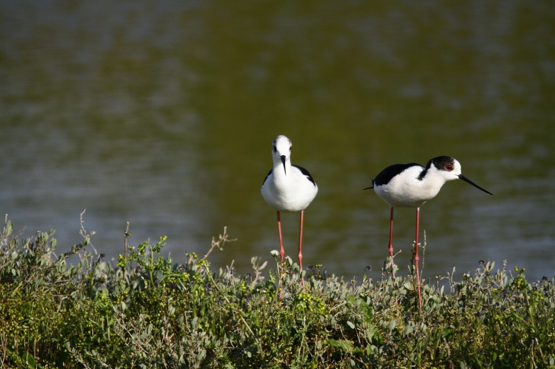 Photo Oiseaux