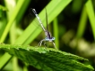 Insectes Agrion élégant (Ischnura elegans)