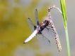 Insectes Libellule fauve (libellula fulva)