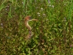 Oiseaux Héron pourpré (Ardea purpurea)