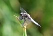 Insectes Libellule fauve (libellula fulva)