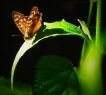 Photo nature