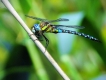 Insectes Aeschne mixte (Aeschna mixta)