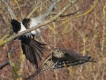  Épervier d\'Europe (Accipiter nidus)