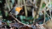 Rouge gorge familier