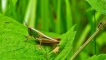 Insectes Criquet tricolore (Paracinema tricolor)